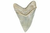 ” Fossil Aurora Megalodon Tooth - Aurora, North Carolina #291726-2